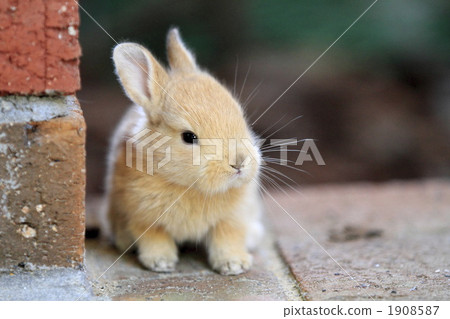 Baby rabbit 1908587