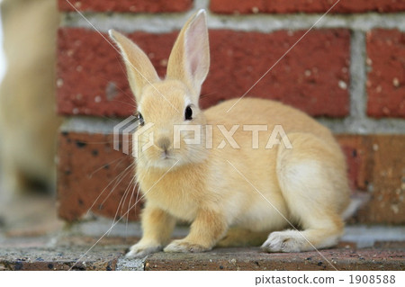 Baby rabbit 1908588