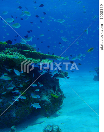 熱帶魚 珊瑚 珊瑚礁 1908589
