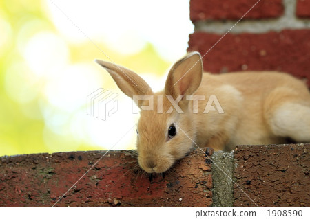 好奇的兔子兔子 1908590