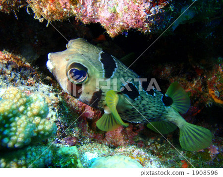 balloonfish, porcupinefish, fish 1908596