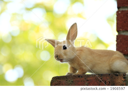 好奇的兔子兔子 1908597