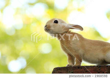 好奇的兔子兔子 1908598