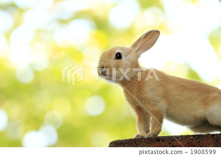 好奇的兔子兔子 1908599