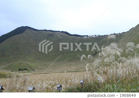 overcast, japanese pampas grass, cluster 1908649