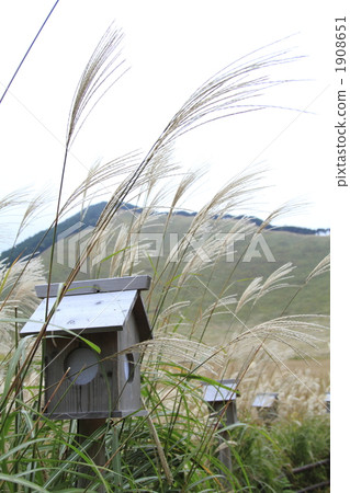 japanese pampas grass, cluster, colony 1908651