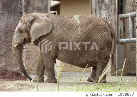 terrestrial animal, elephant, elephants 1908657