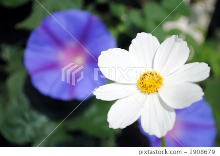 牽牛花和宇宙 1908679