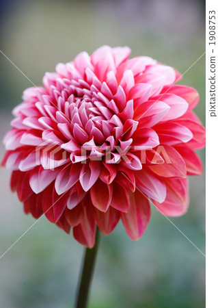 Beautiful dahlia with red and pink gradation Beautiful dahlia with red and pink gradation 1908753