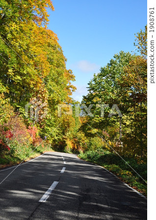 extensive forest line, maple, yellow leafe 1908761