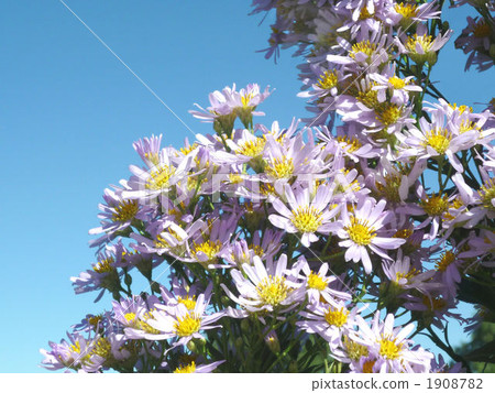 plains coreopsis, Michaelmas daisy, botanic 1908782