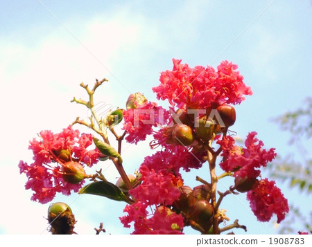 crape myrtle, lagerstroemia indica, bloom 1908783