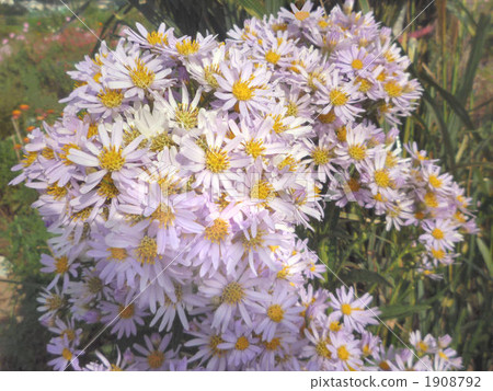 兩色金雞菊 米迦勒雛菊 植物 1908792