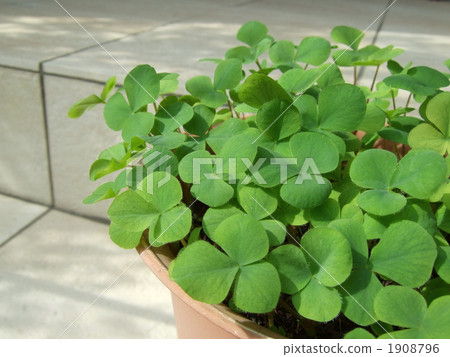Leaves like clover 1908796