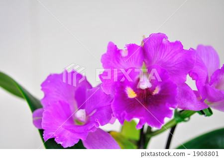 Cattleya 1908801