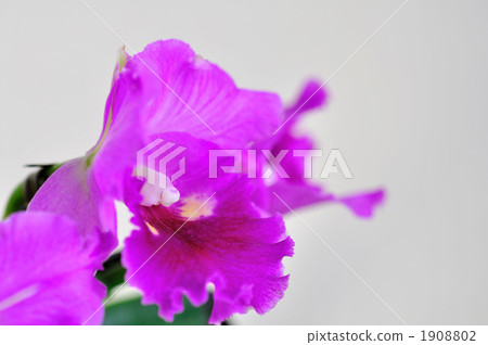 Cattleya Cattleya 1908802