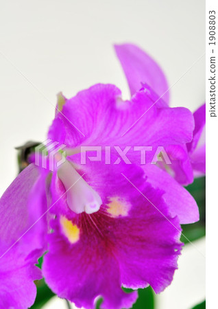 Cattleya 1908803