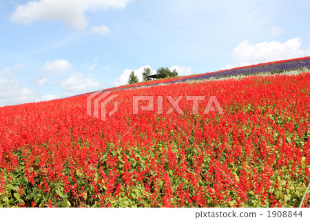 Salvia field Salvia field 1908844