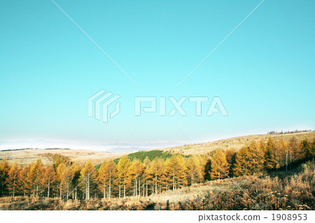 森林 樹林 風景 1908953