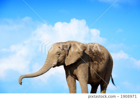 Elephant in the sky 1908971
