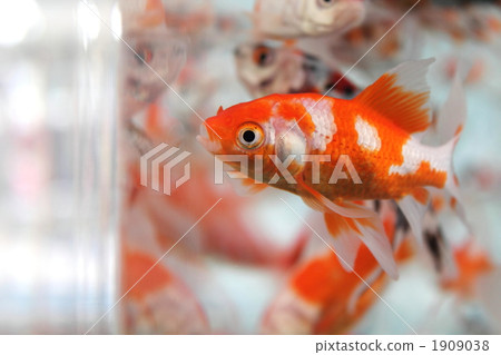 金魚(彗星) 金魚(彗星) 1909038
