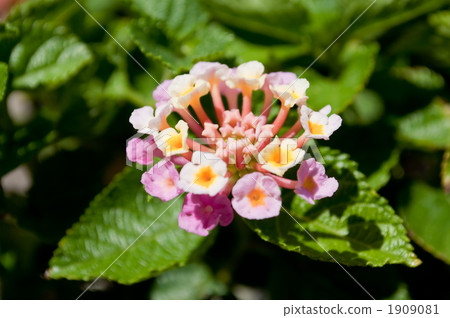 Lantana Lantana 1909081