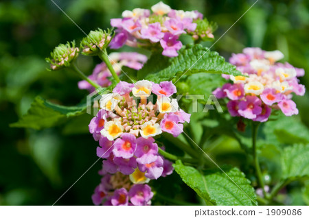 Lantana 1909086