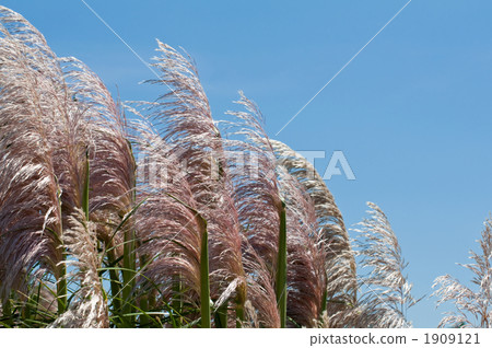 Panpasugurasu 1909121