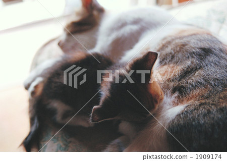 breast-feed, calico cat, cat 1909174
