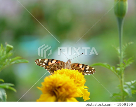 Shark's beard 1909199