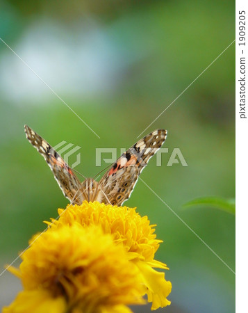 Shark's beard Shark's beard 1909205