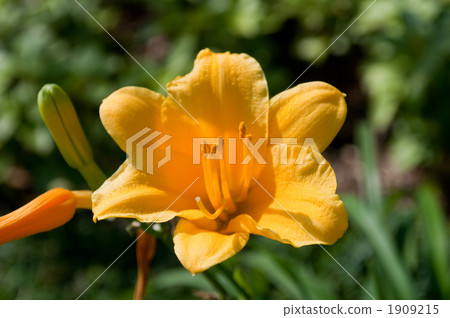 Hemelocalis Hemelocalis 1909215