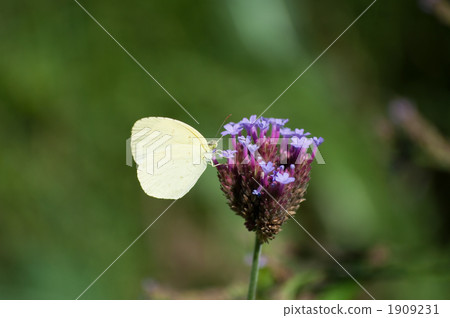 大腸桿菌 1909231