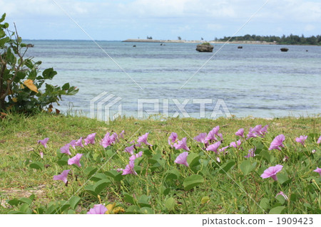 Flowers and seas on the beach of Sawada Flowers and seas on the beach of Sawada 1909423