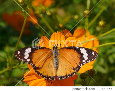 女Akamurashiki 1909435