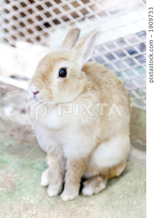 Rabbit Rabbit 1909733