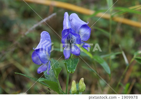 附子 附子 1909978