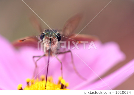 Ichimon dieselis 1910024