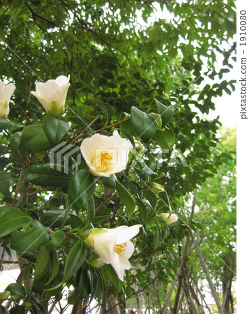 White flower camellia flower 1910080