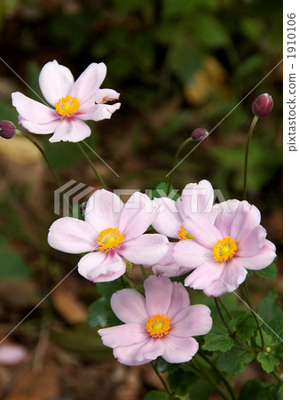 打破碗花花 1910106