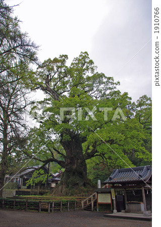 加莫的大Ku 1910766