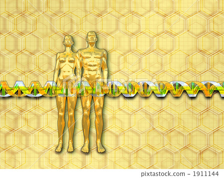 人類·人類基因組的DNA /圖像 1911144