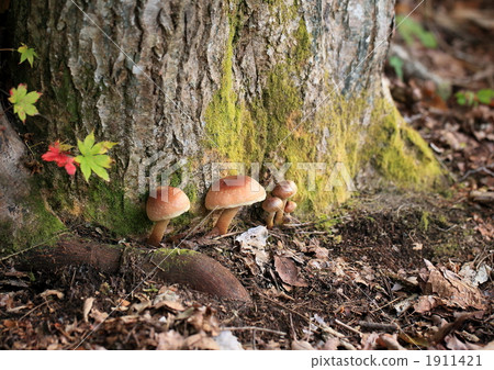 天然蘑菇 栗茸 羊肚菌 1911421