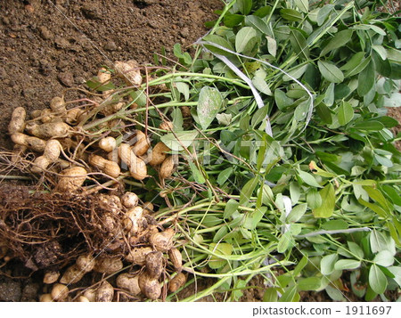 Peanut harvest 1911697