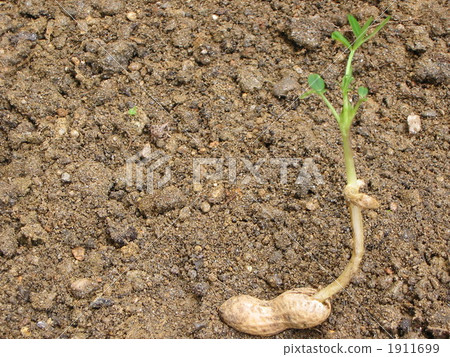 Germination of peanuts Germination of peanuts 1911699
