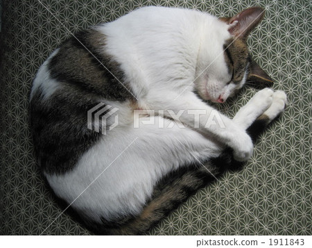 Japanese Cat Japanese Cat 1911843
