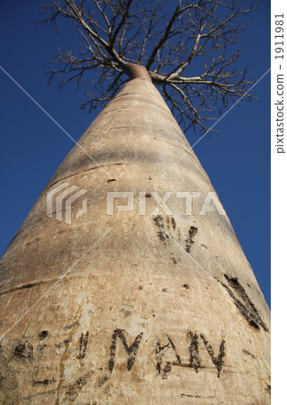 Baobab's tree Baobab's tree 1911981
