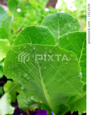雨後的陽光生菜<長度> 雨後的陽光生菜<長度> 1912026
