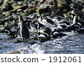 Magellan penguin 1912061