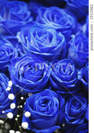 blue rose, rose, roses 1912062